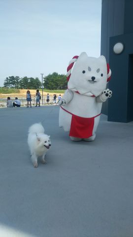 白犬が白犬をお散歩！？